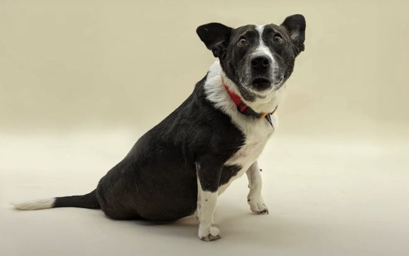 Google demonstruje fotoaparát Pixel 8 Pro v projektu na pomoc záchranářským psům