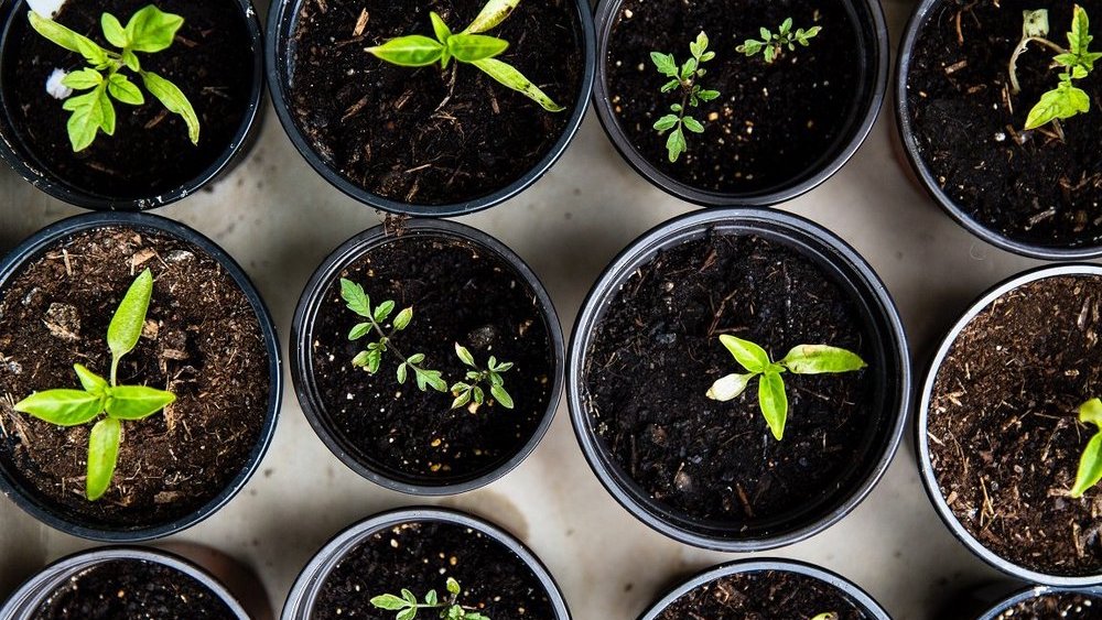 Strategist’s Digest: Jak rostou velké (i malé) značky