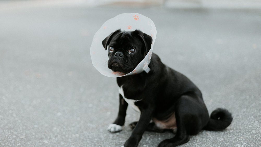 Pozornost a reklama: hlavolam psího límce